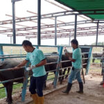 Once días de plazo tienen los productores para vacunar y certificar contra la aftosa